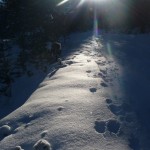 Arpelin - Ski - Contre jour