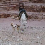 Petra - Pas facile la vie de mule là bas!