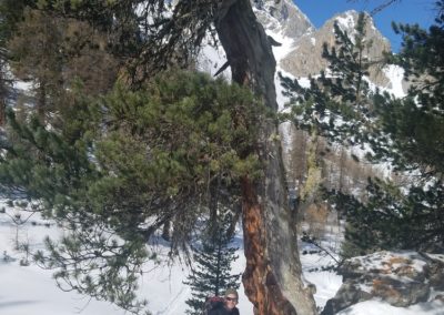 Ski rando Ceillac - Pas du Curé - Au pied de mon arbre